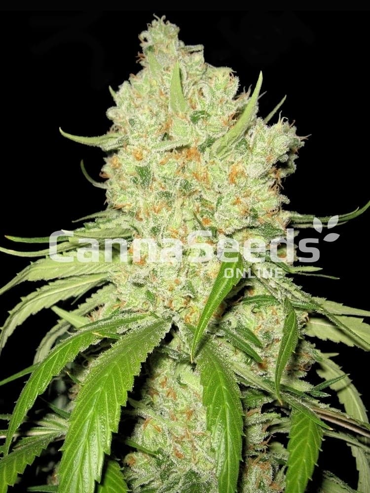 Australian Blues Seeds Image